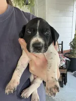 German Shorthaired Pointer MALE C, a male German Shorthaired Pointer for sale in Richlands, NC – 3 of 10