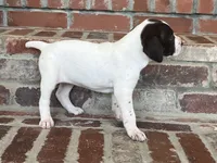 German Shorthaired Pointer FEMALE E, a female German Shorthaired Pointer for sale in Richlands, NC – 3 of 10