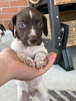 German Shorthaired Pointer FEMALE A (Light Pink Collar), a female German Shorthaired Pointer for sale in Richlands, NC – 5 of 10