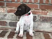 German Shorthaired Pointer FEMALE A (Light Pink Collar), a female German Shorthaired Pointer for sale in Richlands, NC – 6 of 10