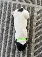 German Shorthaired Pointer MALE C, a male German Shorthaired Pointer for sale in Richlands, NC – 4 of 10