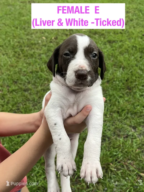 German Shorthaired Pointer FEMALE E – German Shorthaired Pointer puppy for sale in Richlands, NC