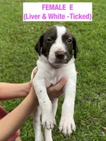 German Shorthaired Pointer FEMALE E, a female German Shorthaired Pointer for sale in Richlands, NC – 4 of 10