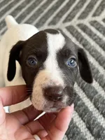 German Shorthaired Pointer FEMALE E, a female German Shorthaired Pointer for sale in Richlands, NC – 2 of 10
