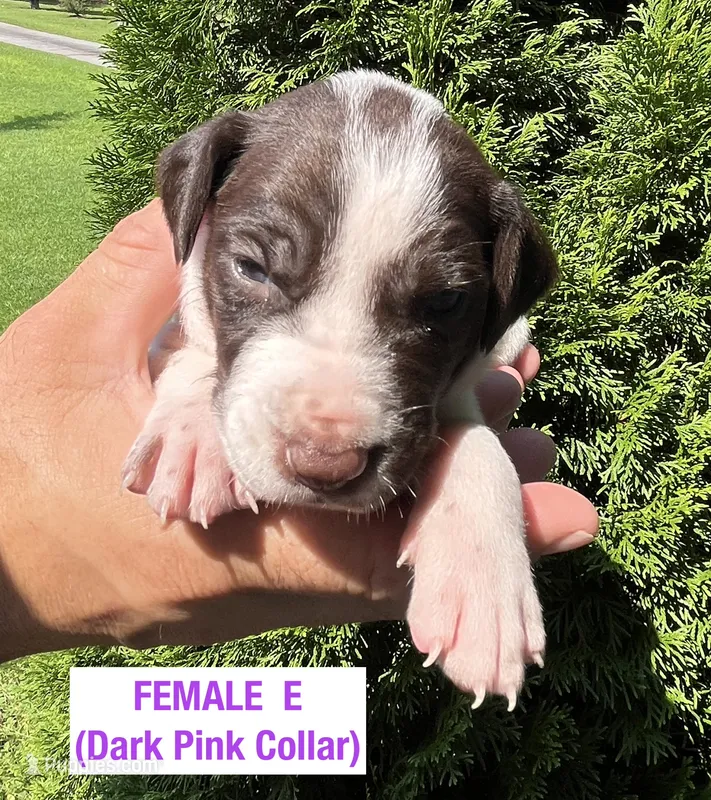 German Shorthaired Pointer FEMALE E – German Shorthaired Pointer puppy for sale in Richlands, NC