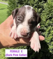 German Shorthaired Pointer FEMALE E, a female German Shorthaired Pointer for sale in Richlands, NC – 6 of 10
