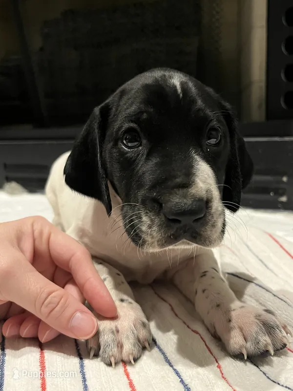German Shorthaired Pointer Male A   – German Shorthaired Pointer puppy for sale in Richlands, NC