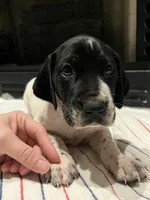 German Shorthaired Pointer Male A  , a male German Shorthaired Pointer for sale in Richlands, NC – 1 of 8