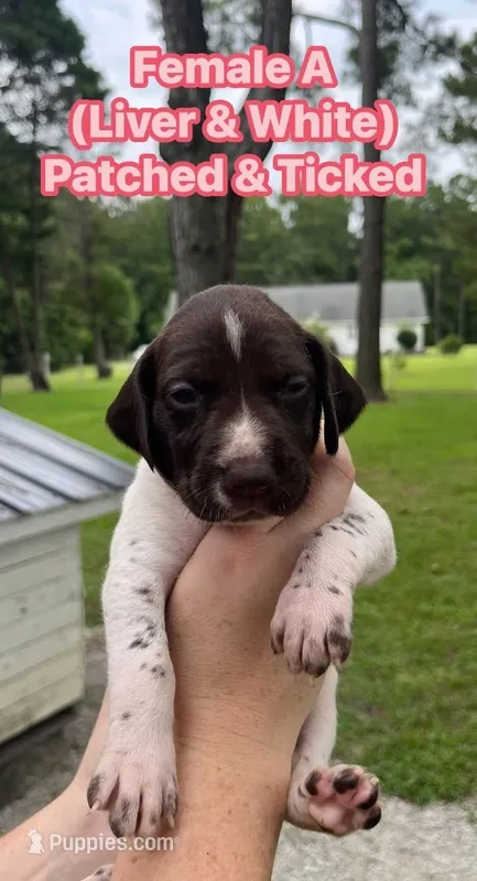 German Shorthaired Pointer FEMALE A (Light Pink Collar) – German Shorthaired Pointer puppy for sale in Richlands, NC