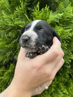 German Shorthaired Pointer MALE E, a male German Shorthaired Pointer for sale in Richlands, NC – 3 of 4