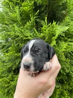 German Shorthaired Pointer MALE C, a male German Shorthaired Pointer for sale in Richlands, NC – 2 of 4