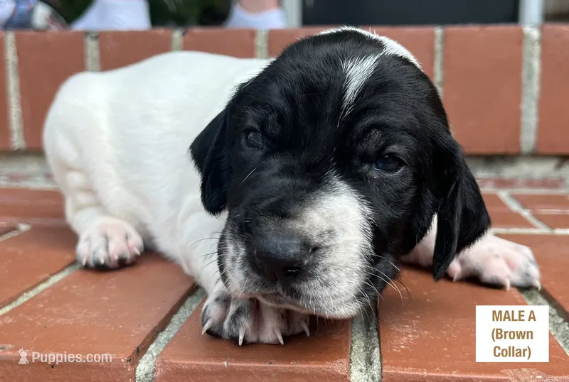 German Shorthaired Pointer Male A   – German Shorthaired Pointer puppy for sale in Richlands, NC