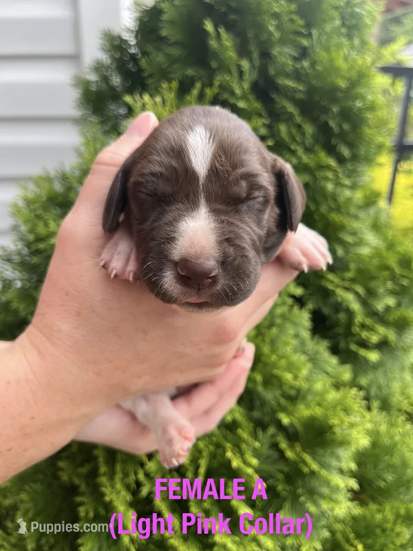 German Shorthaired Pointer FEMALE A (Light Pink Collar) – German Shorthaired Pointer puppy for sale in Richlands, NC