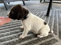 German Shorthaired Pointer MALE D, a male German Shorthaired Pointer for sale in Richlands, NC – 3 of 9