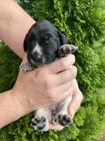 German Shorthaired Pointer FEMALE C, a female German Shorthaired Pointer for sale in Richlands, NC – 3 of 5