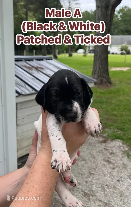 German Shorthaired Pointer Male A   – German Shorthaired Pointer puppy for sale in Richlands, NC