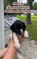 German Shorthaired Pointer Male A  , a male German Shorthaired Pointer for sale in Richlands, NC – 2 of 8