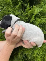 German Shorthaired Pointer MALE E, a male German Shorthaired Pointer for sale in Richlands, NC – 2 of 4