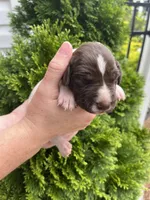 German Shorthaired Pointer FEMALE A (Light Pink Collar), a female German Shorthaired Pointer for sale in Richlands, NC – 3 of 5