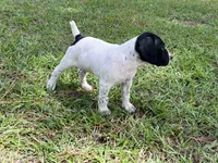 German Shorthaired Pointer MALE C, a male German Shorthaired Pointer for sale in Richlands, NC – 1 of 10