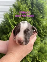 German Shorthaired Pointer FEMALE E, a female German Shorthaired Pointer for sale in Richlands, NC – 3 of 4