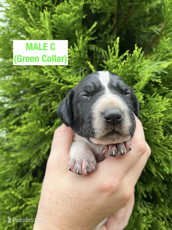 German Shorthaired Pointer MALE C – German Shorthaired Pointer puppy for sale in Richlands, NC