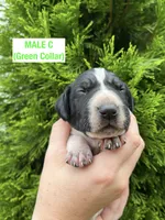 German Shorthaired Pointer MALE C, a male German Shorthaired Pointer for sale in Richlands, NC – 1 of 4
