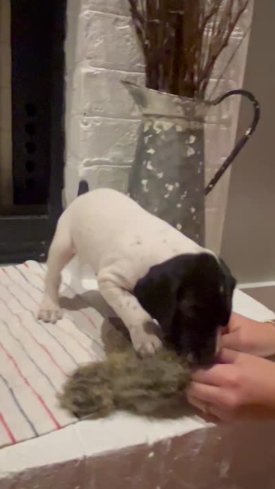 German Shorthaired Pointer Male A  , a male German Shorthaired Pointer for sale in Richlands, NC – 8 of 8