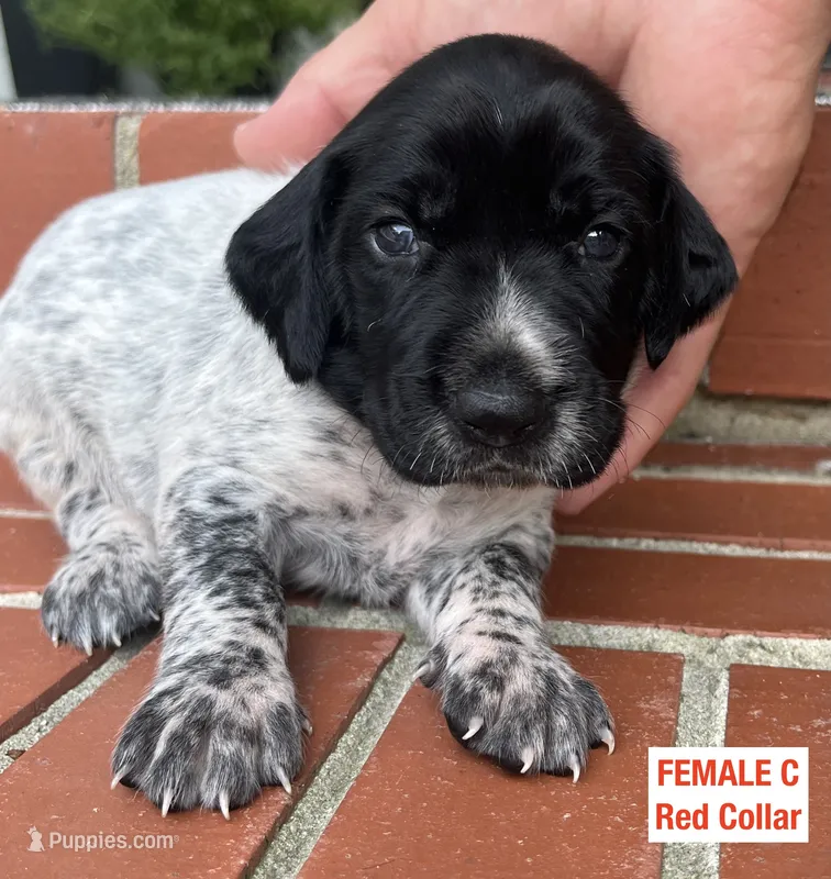 German Shorthaired Pointer FEMALE C – German Shorthaired Pointer puppy for sale in Richlands, NC