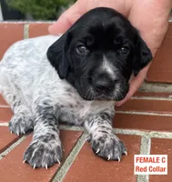 German Shorthaired Pointer FEMALE C, a female German Shorthaired Pointer for sale in Richlands, NC – 2 of 7