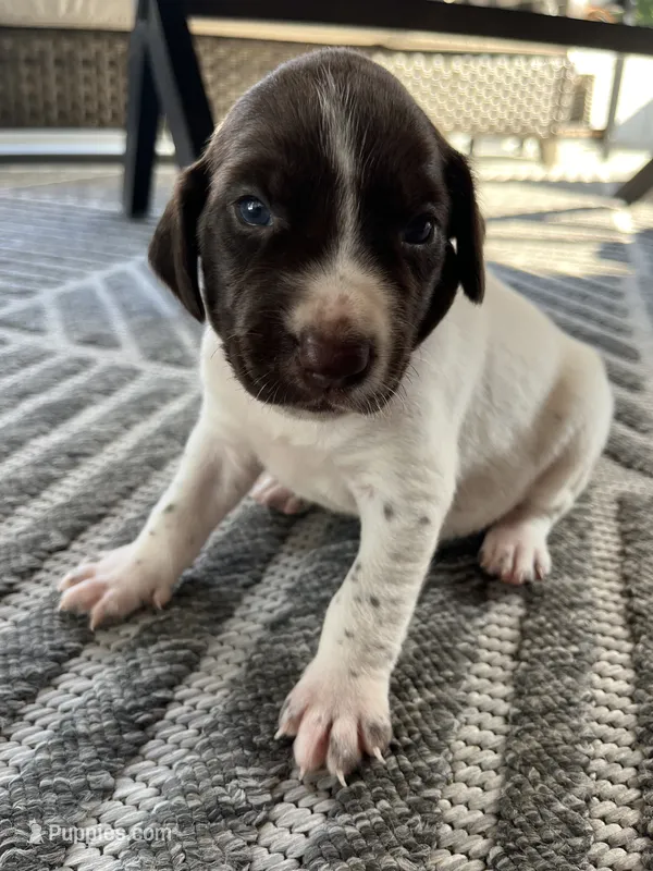 German Shorthaired Pointer MALE D – German Shorthaired Pointer puppy for sale in Richlands, NC