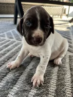 German Shorthaired Pointer MALE D, a male German Shorthaired Pointer for sale in Richlands, NC – 2 of 9