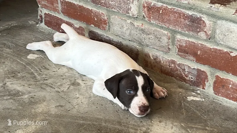 German Shorthaired Pointer FEMALE E – German Shorthaired Pointer puppy for sale in Richlands, NC