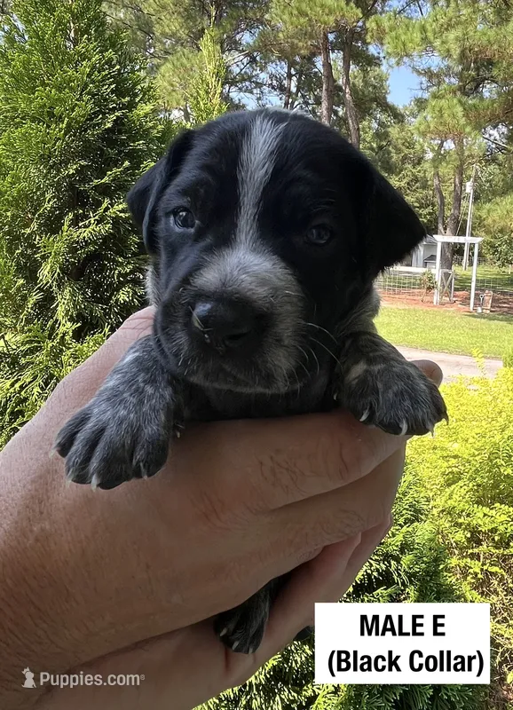 German Shorthaired Pointer MALE E – German Shorthaired Pointer puppy for sale in Richlands, NC