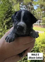 German Shorthaired Pointer MALE E, a male German Shorthaired Pointer for sale in Richlands, NC – 1 of 5