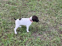 German Shorthaired Pointer FEMALE A (Light Pink Collar), a female German Shorthaired Pointer for sale in Richlands, NC – 3 of 10