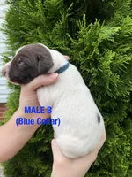 German Shorthaired Pointer MALE B, a male German Shorthaired Pointer for sale in Richlands, NC – 4 of 4