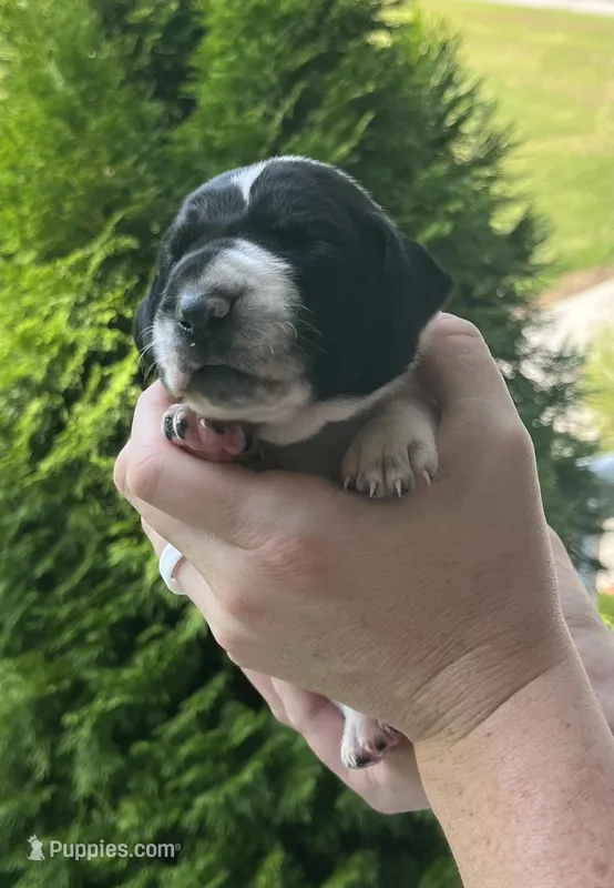 Male A (Brown Collar)  – German Shorthaired Pointer puppy for sale in Richlands, NC