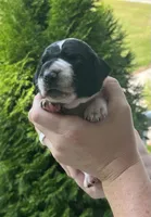 Male A (Brown Collar) , a male German Shorthaired Pointer for sale in Richlands, NC – 1 of 4