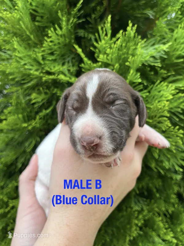 German Shorthaired Pointer MALE B – German Shorthaired Pointer puppy for sale in Richlands, NC