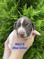 German Shorthaired Pointer MALE B, a male German Shorthaired Pointer for sale in Richlands, NC – 1 of 4
