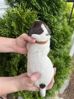 German Shorthaired Pointer FEMALE D , a female German Shorthaired Pointer for sale in Richlands, NC – 2 of 3