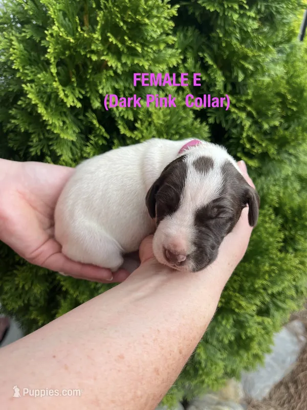 German Shorthaired Pointer FEMALE E – German Shorthaired Pointer puppy for sale in Richlands, NC