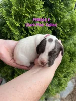 German Shorthaired Pointer FEMALE E, a female German Shorthaired Pointer for sale in Richlands, NC – 1 of 4