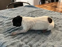 GSP Female A, a female German Shorthaired Pointer for sale in Richlands, NC – 2 of 2