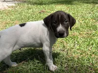 German Shorthaired Pointer MALE B, a male German Shorthaired Pointer for sale in Richlands, NC – 4 of 10