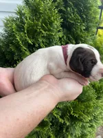 German Shorthaired Pointer FEMALE E, a female German Shorthaired Pointer for sale in Richlands, NC – 2 of 4