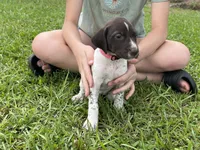 German Shorthaired Pointer FEMALE A (Light Pink Collar), a female German Shorthaired Pointer for sale in Richlands, NC – 2 of 10