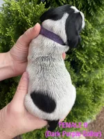 German Shorthaired Pointer FEMALE B , a female German Shorthaired Pointer for sale in Richlands, NC – 3 of 3