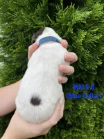 German Shorthaired Pointer MALE B, a male German Shorthaired Pointer for sale in Richlands, NC – 3 of 4
